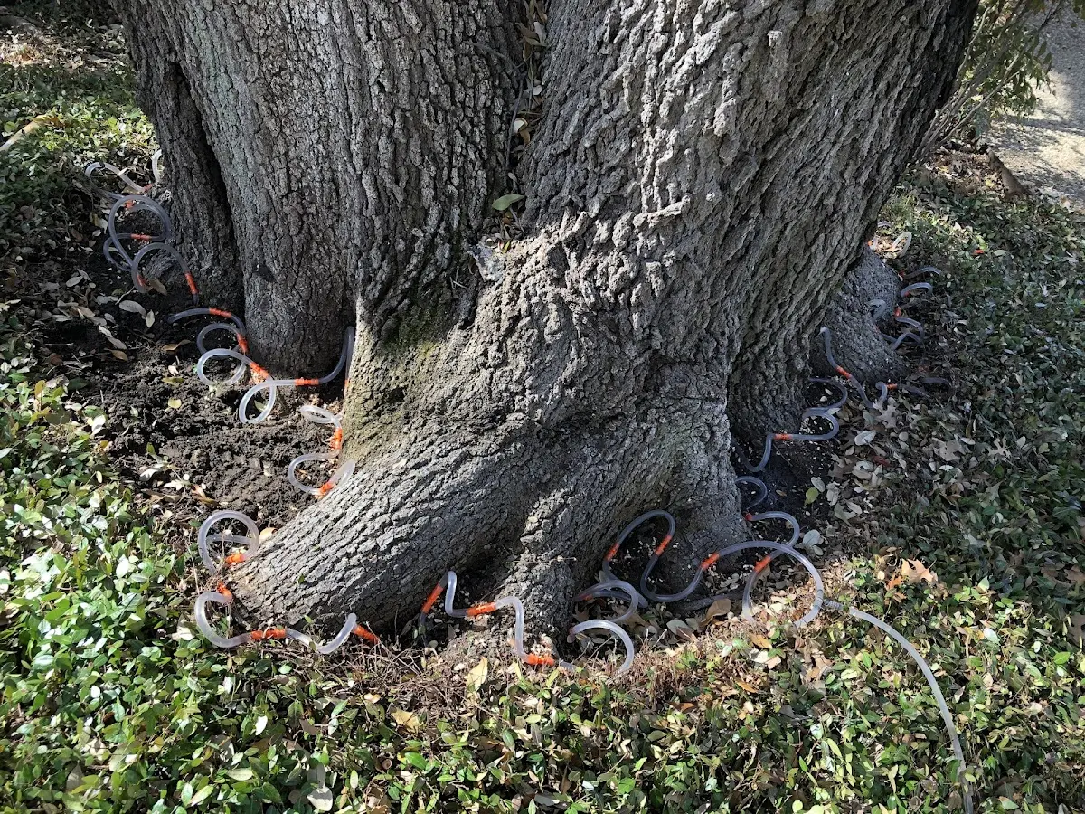 Detailed Tree Cabling and Bracing job site in Jacksonville