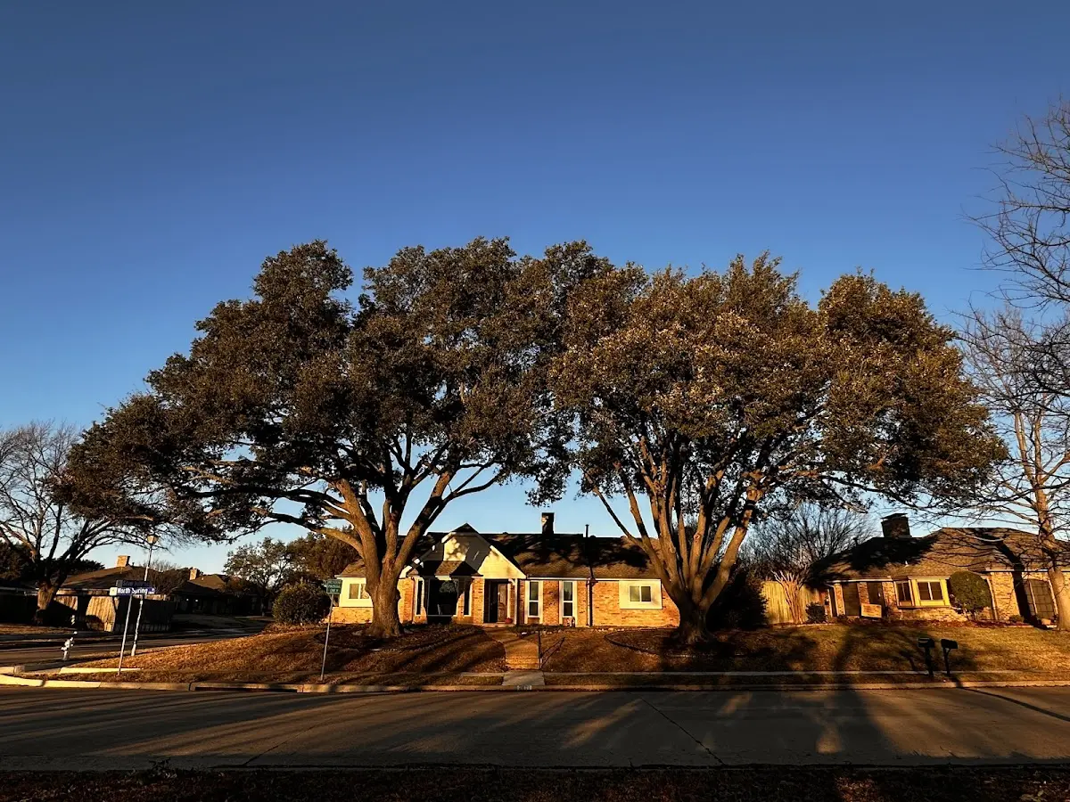 Established residential canopy tree shading a home in Jacksonville